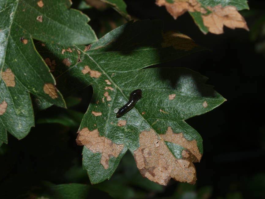 Caliroa cerasi