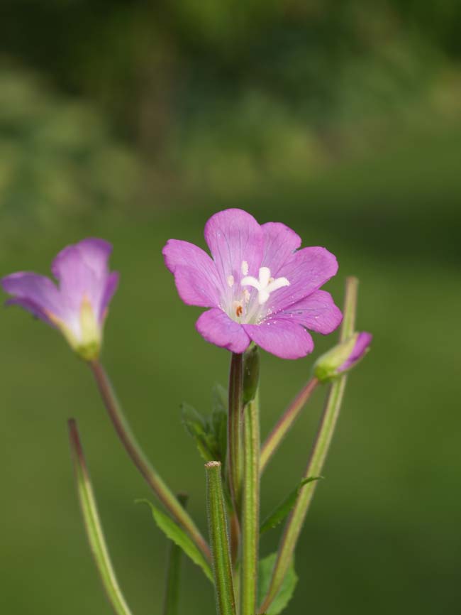 Pucciniastrum epilobii