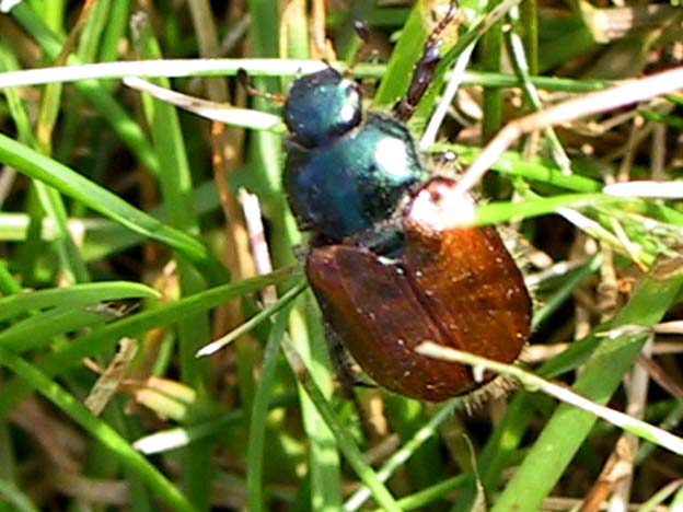 Phyllopertha horticola