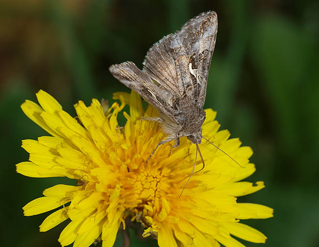 Autographa macrogamma