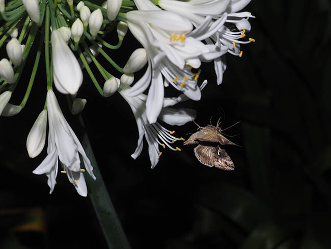 Autographa macrogamma