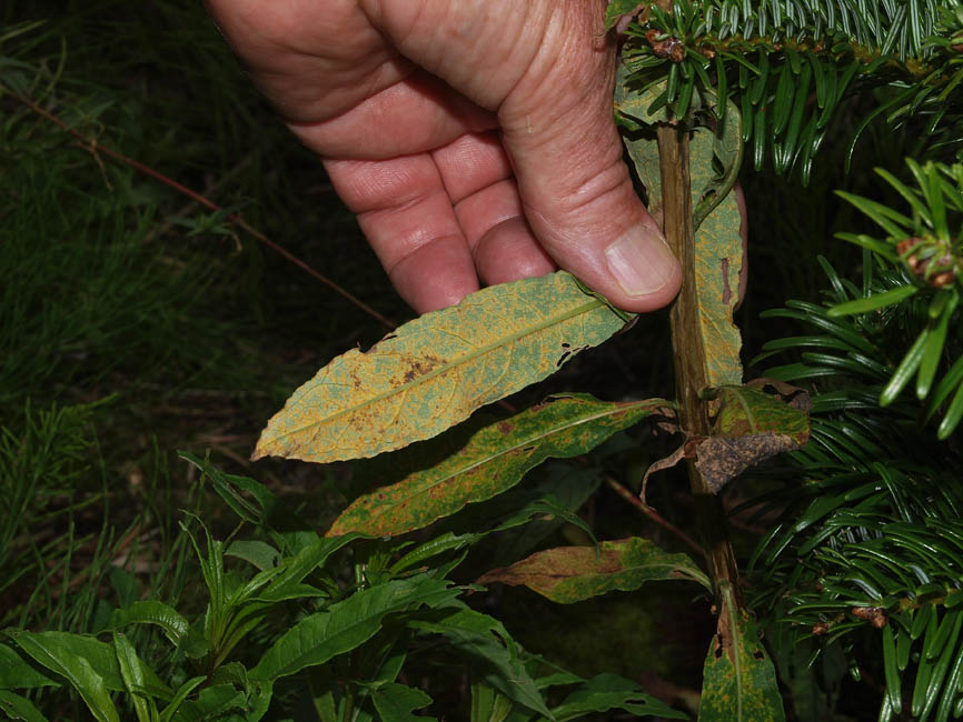 Pucciniastrum epilobii