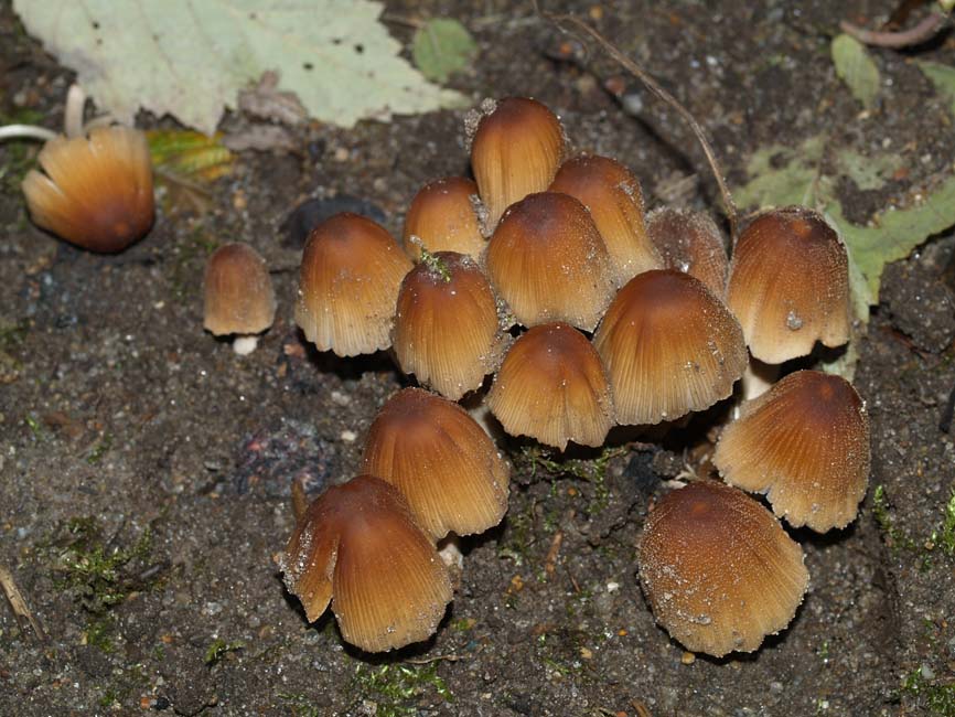 Coprinellus micaceus