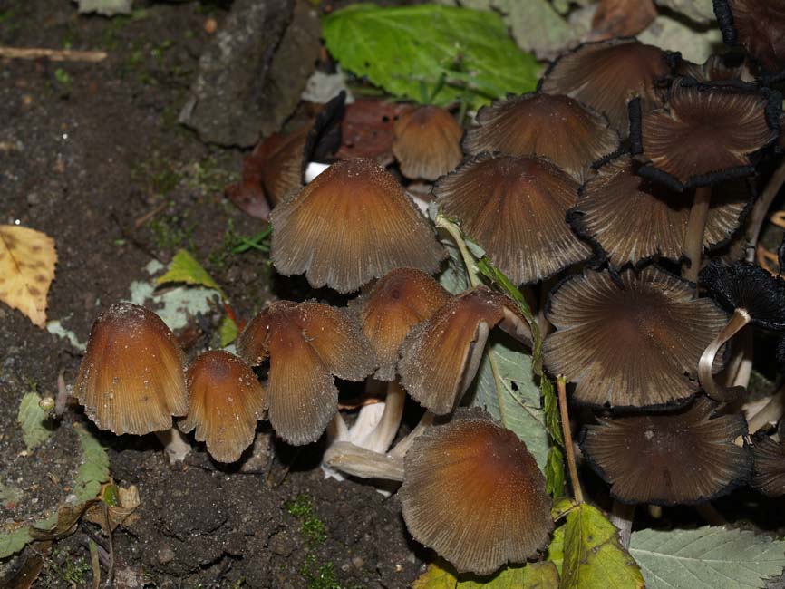 Coprinellus micaceus