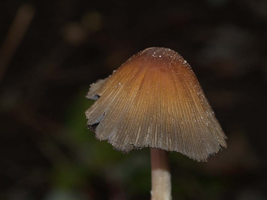 Coprinellus micaceus