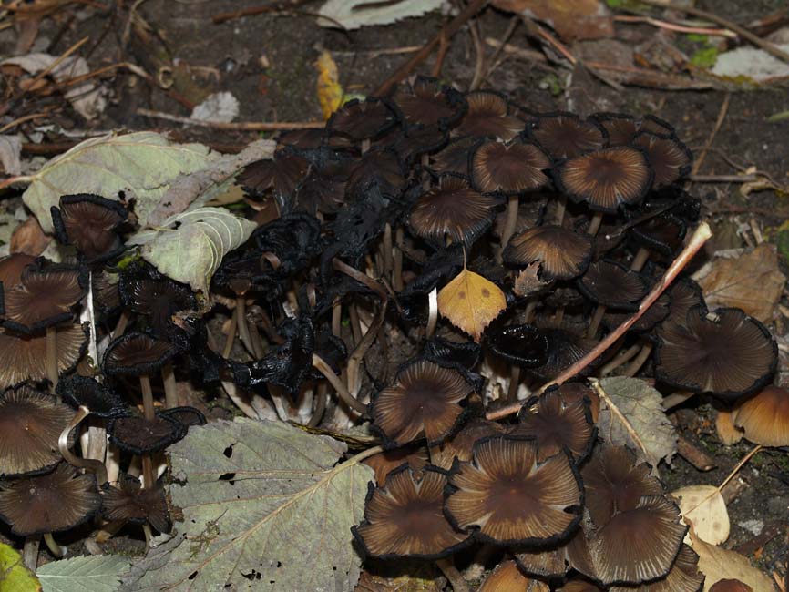 Coprinellus micaceus