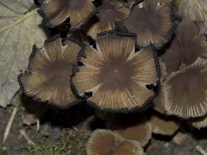 Coprinellus micaceus