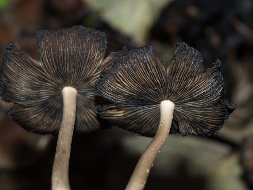 Coprinellus micaceus