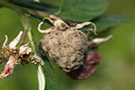 Botrytis cinerea