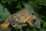 Botrytis cinerea