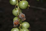 Botrytis cinerea