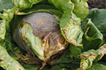 Botrytis salat