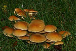 Hypholoma capnoides