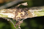 Botrytis cinerea