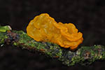 Tremella mesenterica