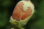Monilinia fructigena