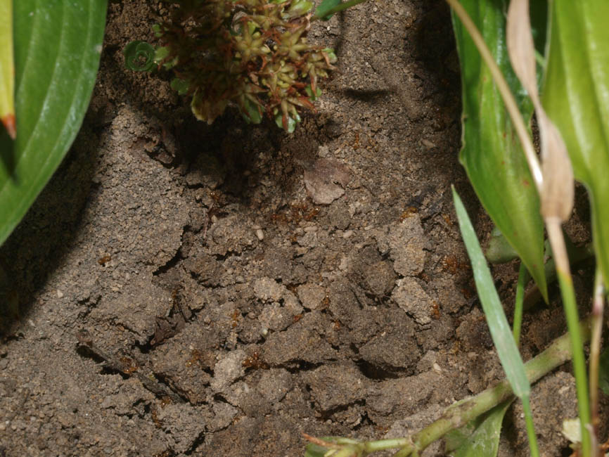 Lasius niger