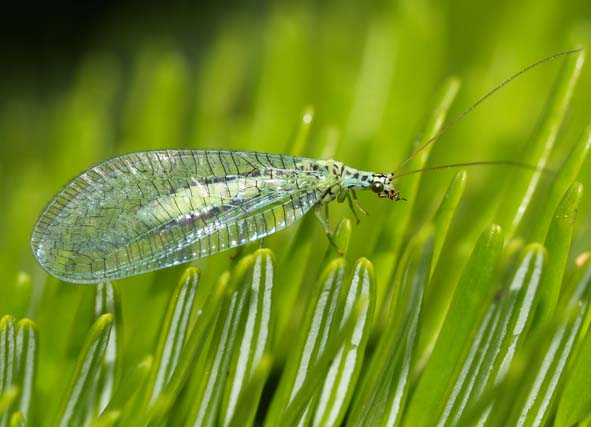 Chrysopidae