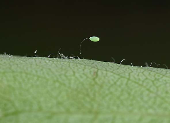 Chrysopidae