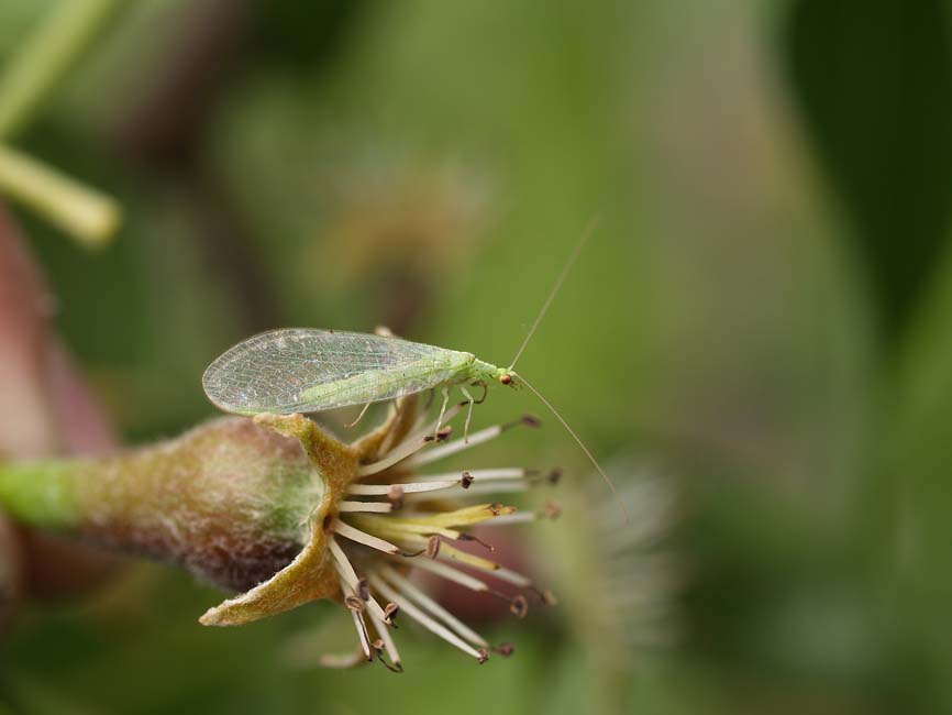 Chrysopidae