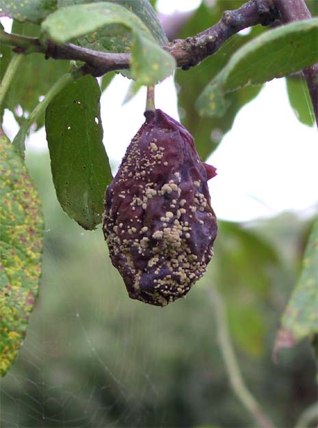 Monilia fructigena