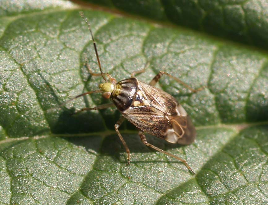 Lygus rugulipennis