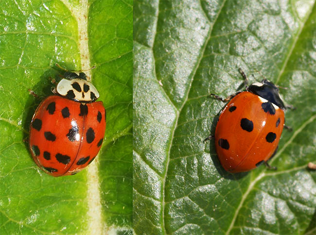 Harmonia axyridis