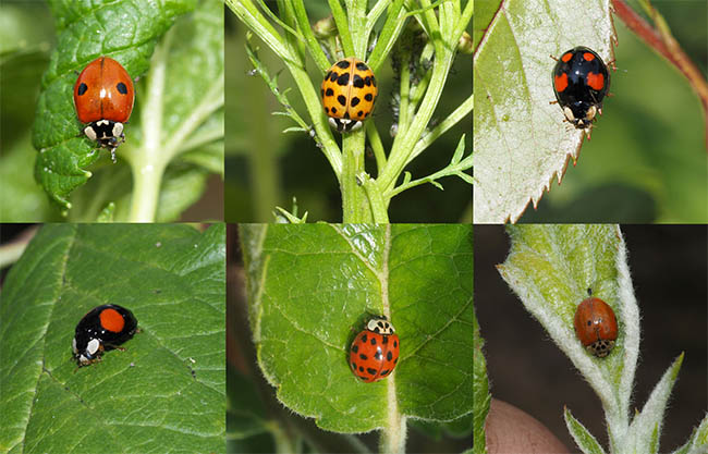 Harmonia axyridis