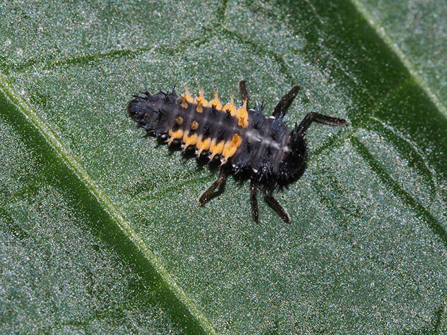 Harmonia axyridis