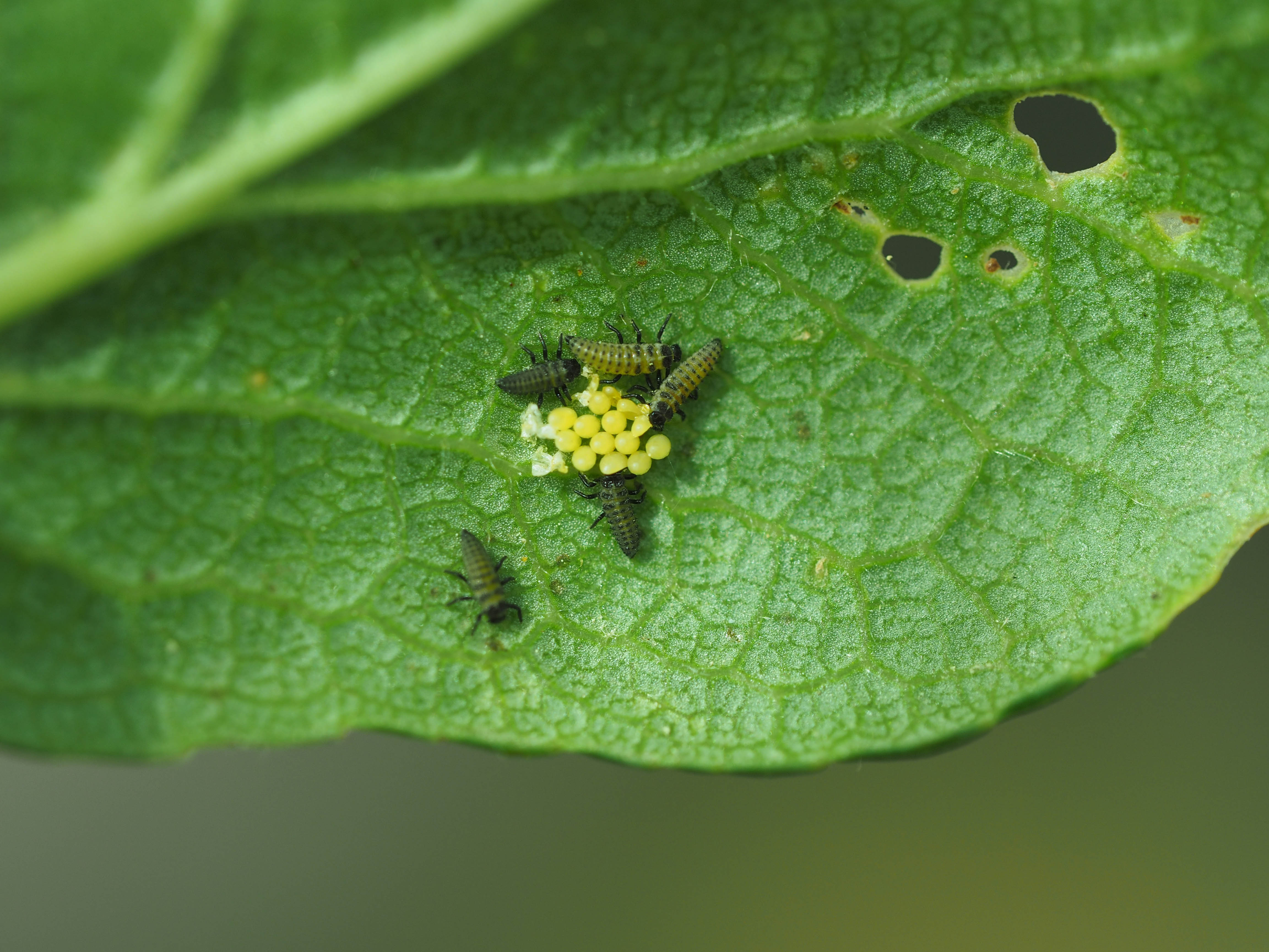 Harmonia axyridis