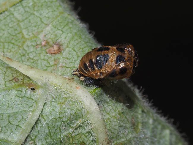 Harmonia axyridis