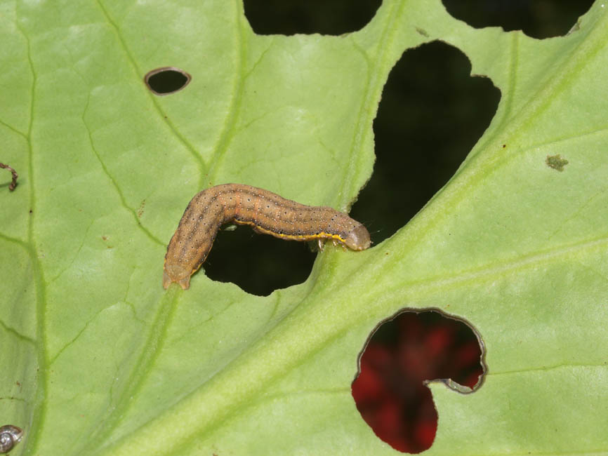 Lacanobia oleracea