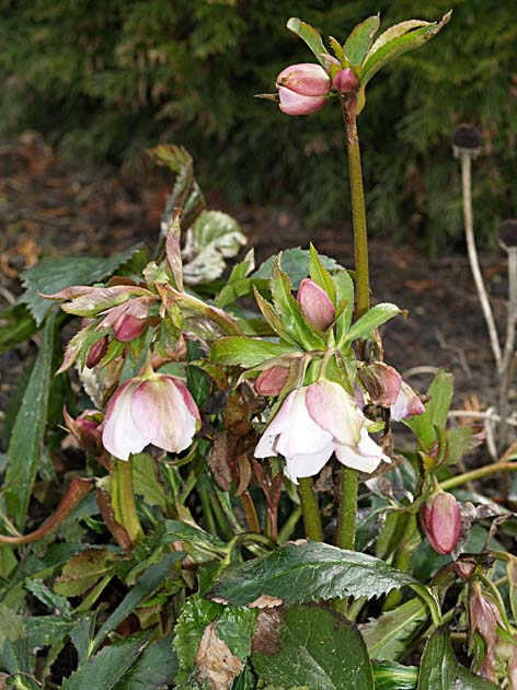 Helleborus