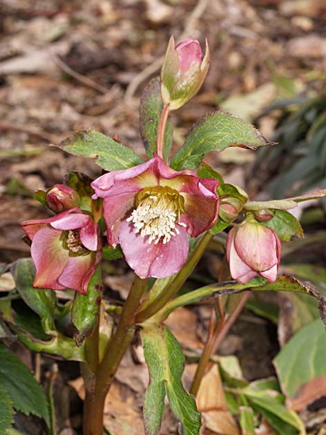 Helleborus