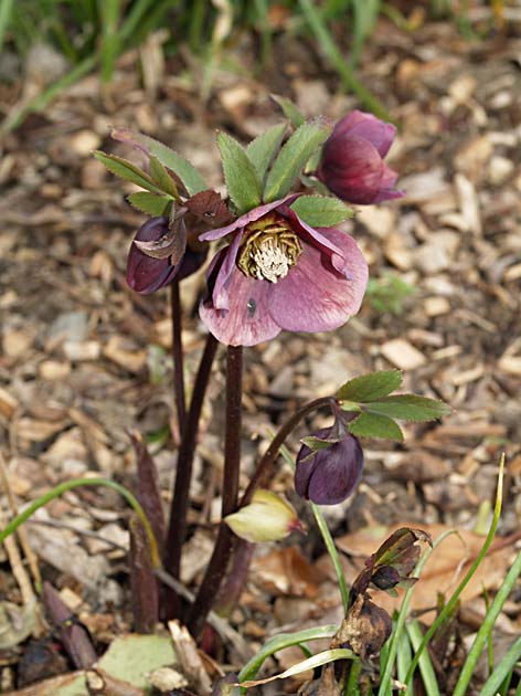 Helleborus