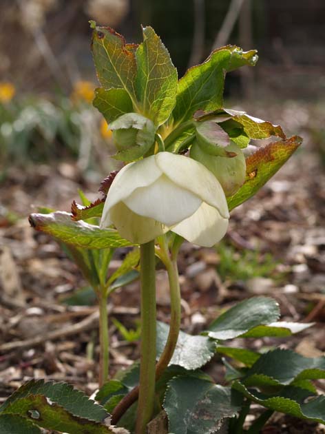 Helleborus