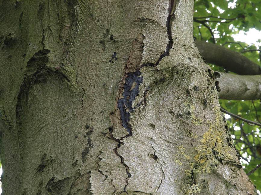 Pseudomonas syringae pv. aesculi