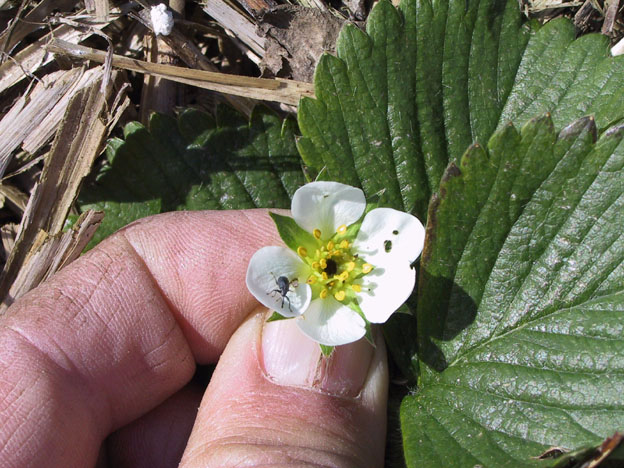 Anthonomus rubi