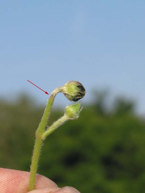 Anthonomus rubi