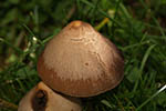 Panaeolus foenisecii