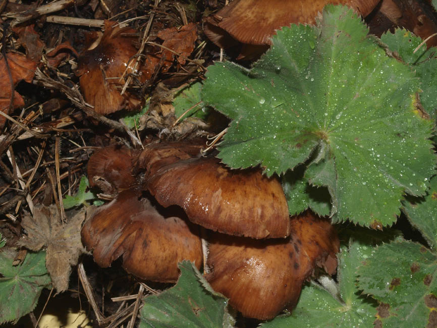 Armillaria sp.