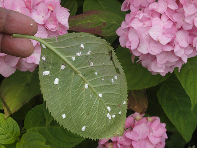 Pulvinaria hydrangeae