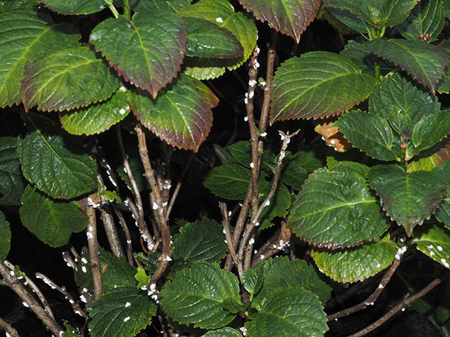 Pulvinaria hydrangea