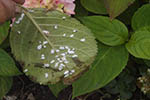 Pulvinaria hydrangea