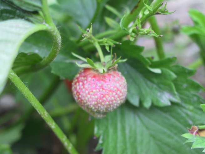 Sphaerotheca macularis f. sp. fragariae (S. alchemillae)