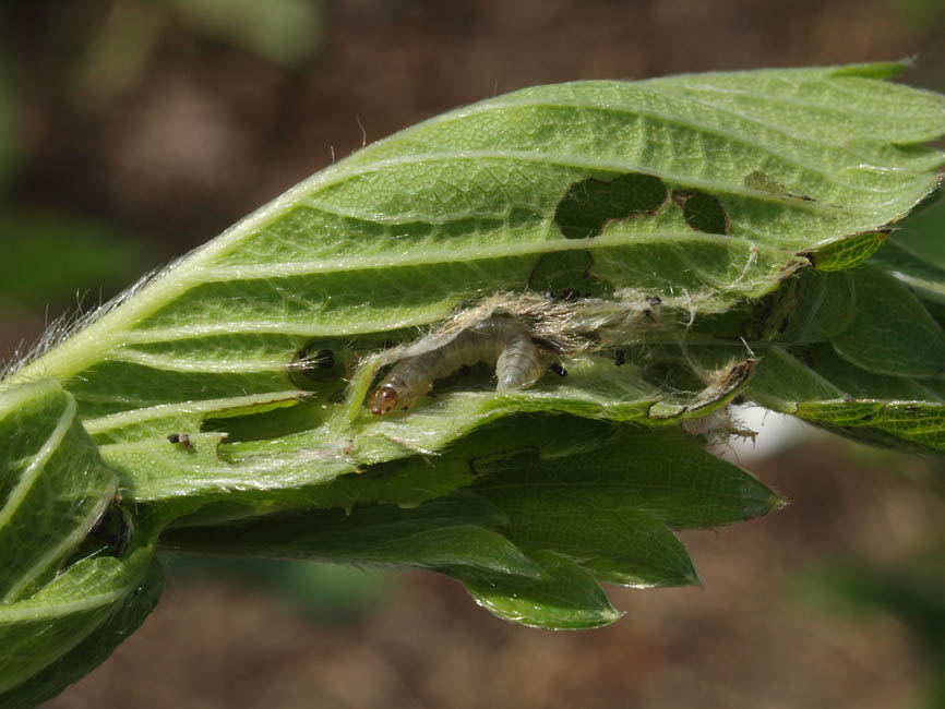 Acleris comariana