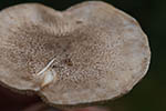 Tricholoma terreum