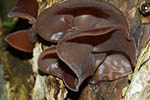 Auricularia auricula-