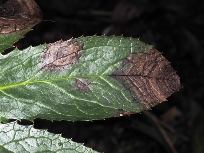 Microsphaeropsis hellebori