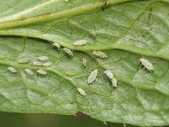 Helleborus net necrosis virus (HeNNV)